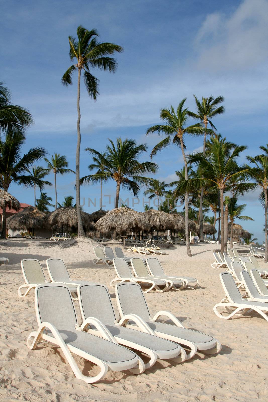 A long line of beach chairs at a tropical resort.
