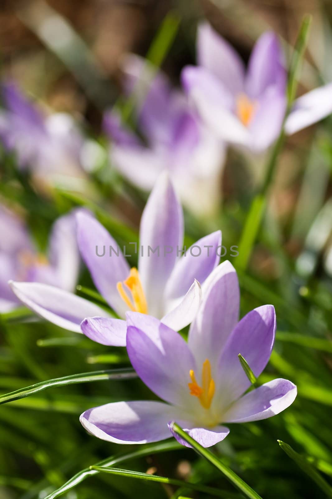 Group of purple and white crocus by Colette