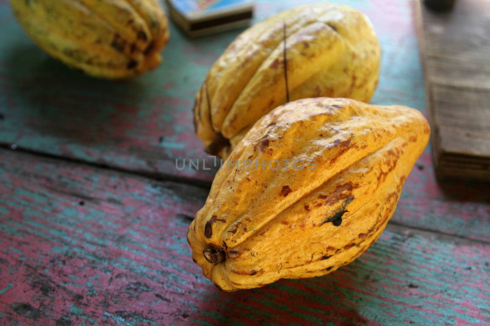 Ripe cocoa fruit pods sitting a table.
