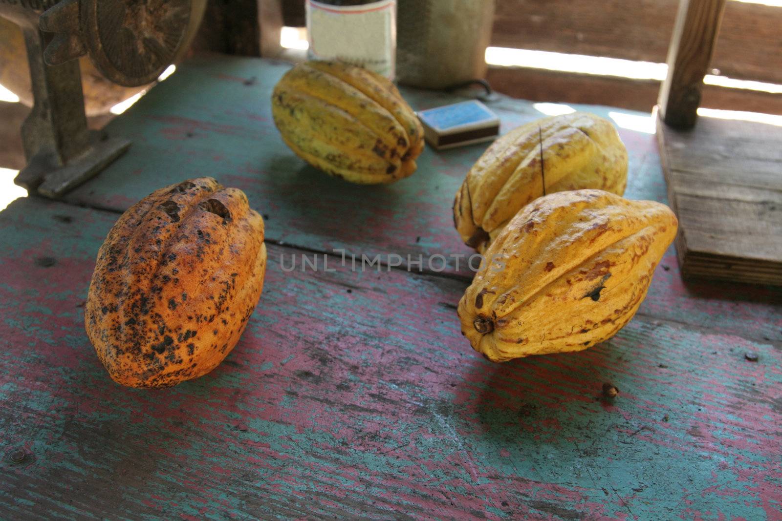Cocoa Fruit Pods
 by ca2hill