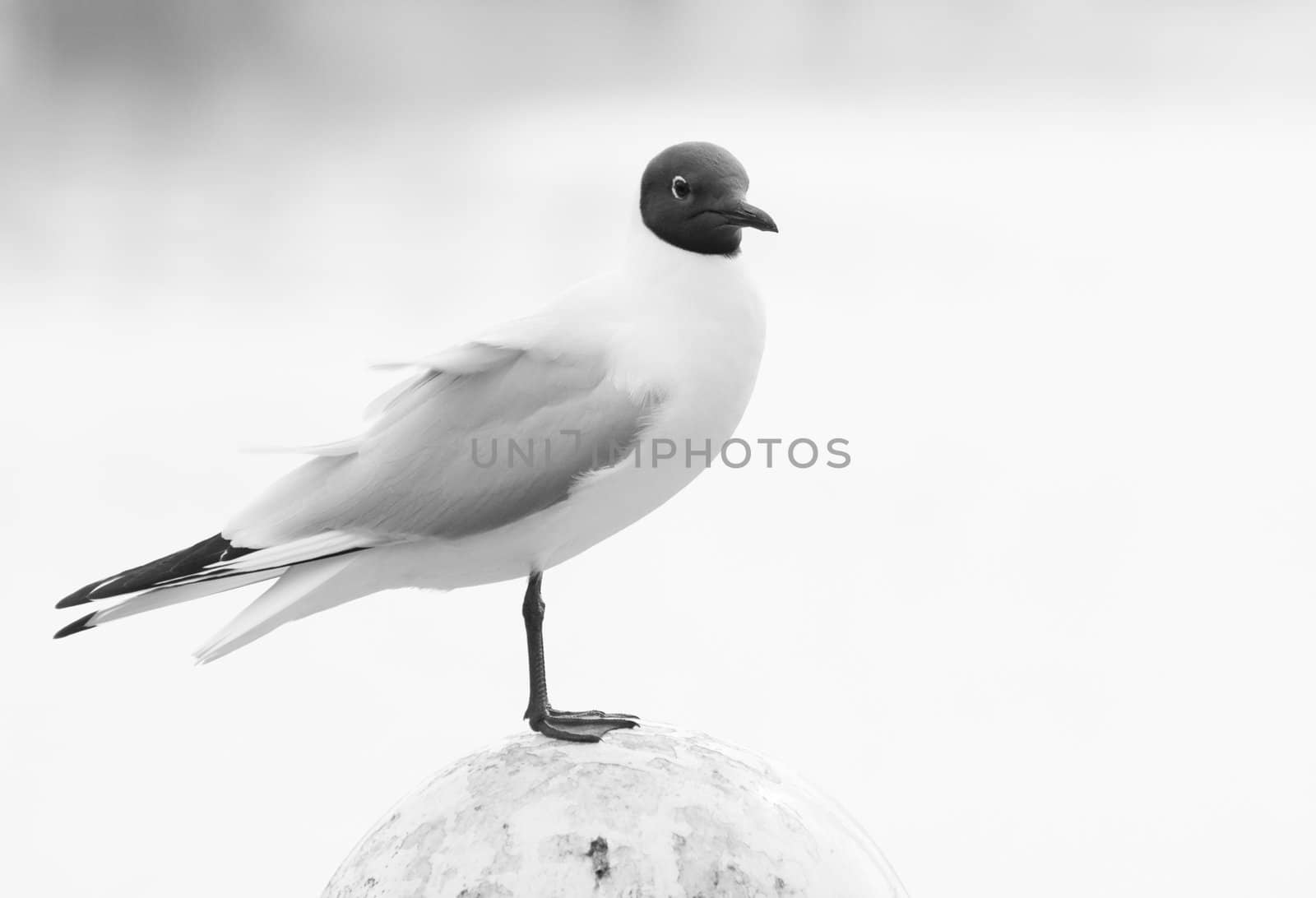 Black-headed Gull-black and white by Colette