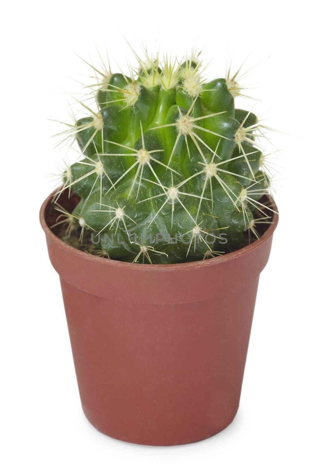 A small round cactus in a pot isolated on a white background