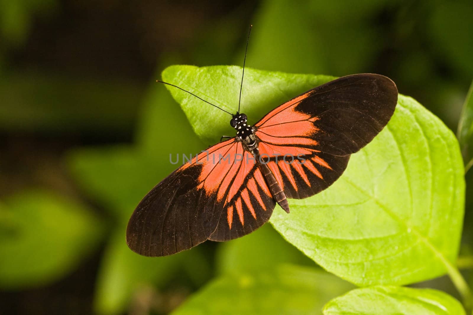 Tropical butterfly lives from Mexico until Brasil