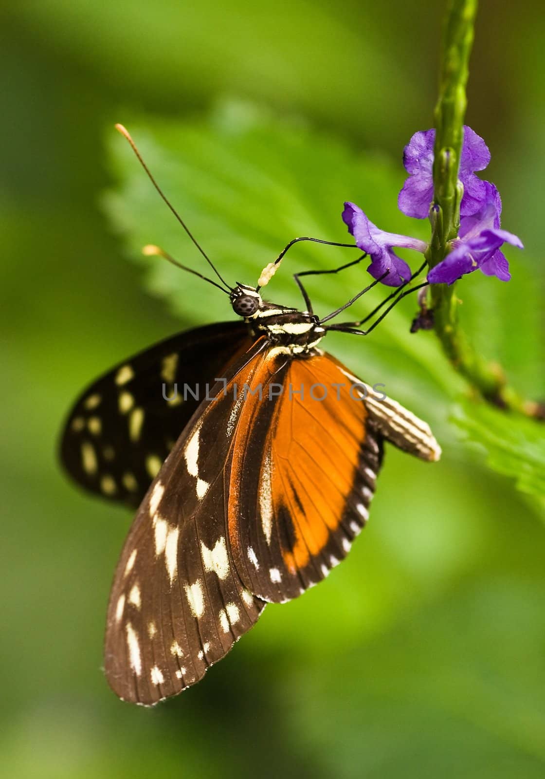 Tropical Butterfly living in North- and South America