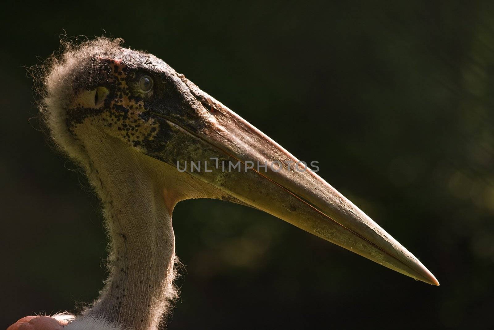 Marabou Stork by Colette