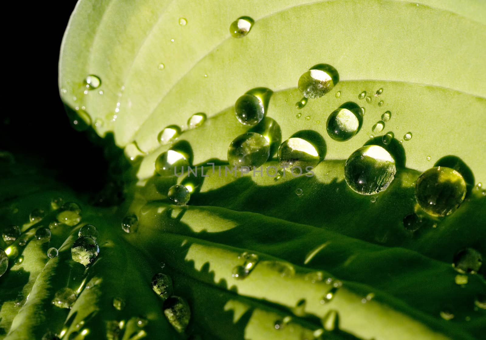 Hosta leaf in sunshine after the rain 