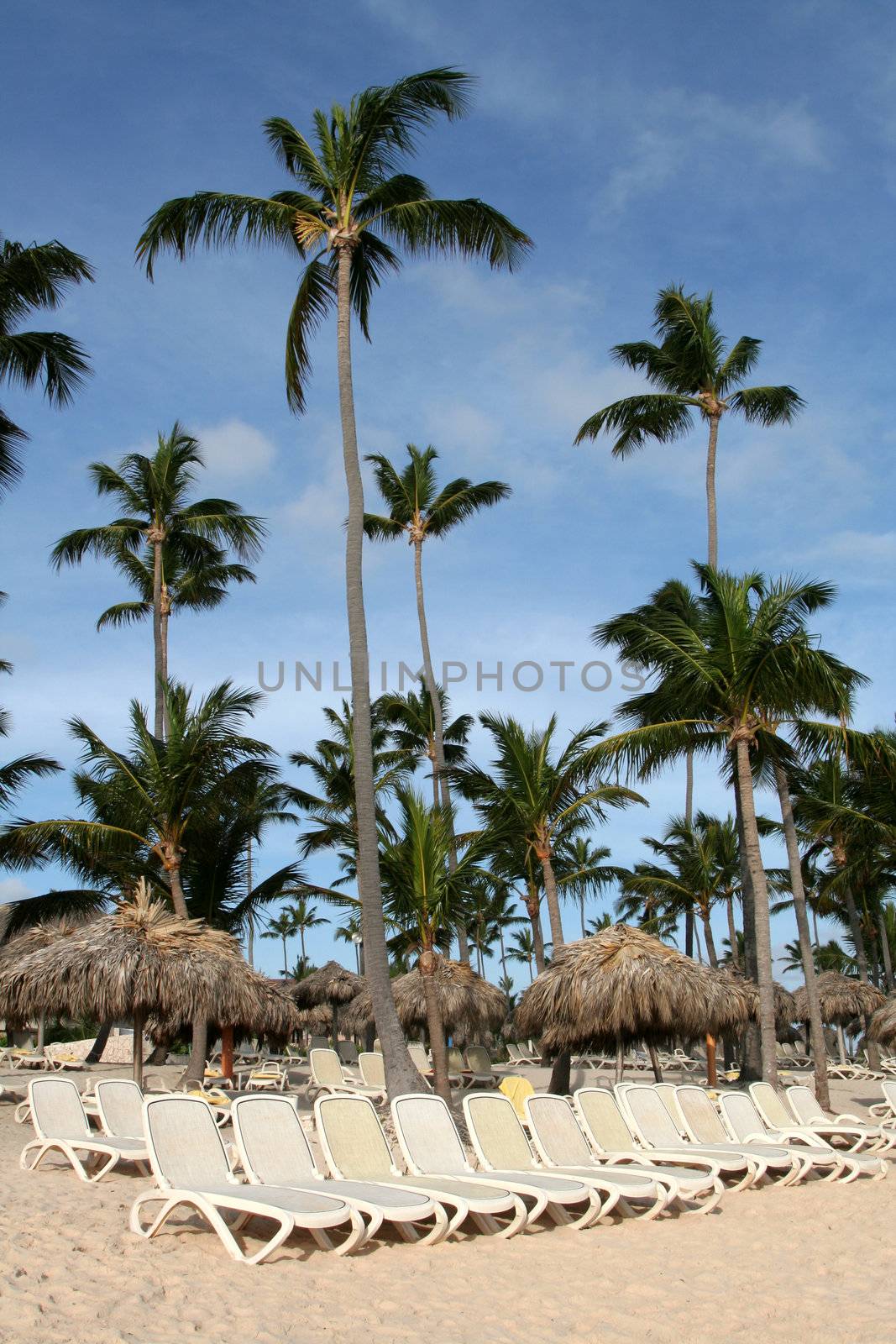 A long line of beach chairs at a tropical resort.