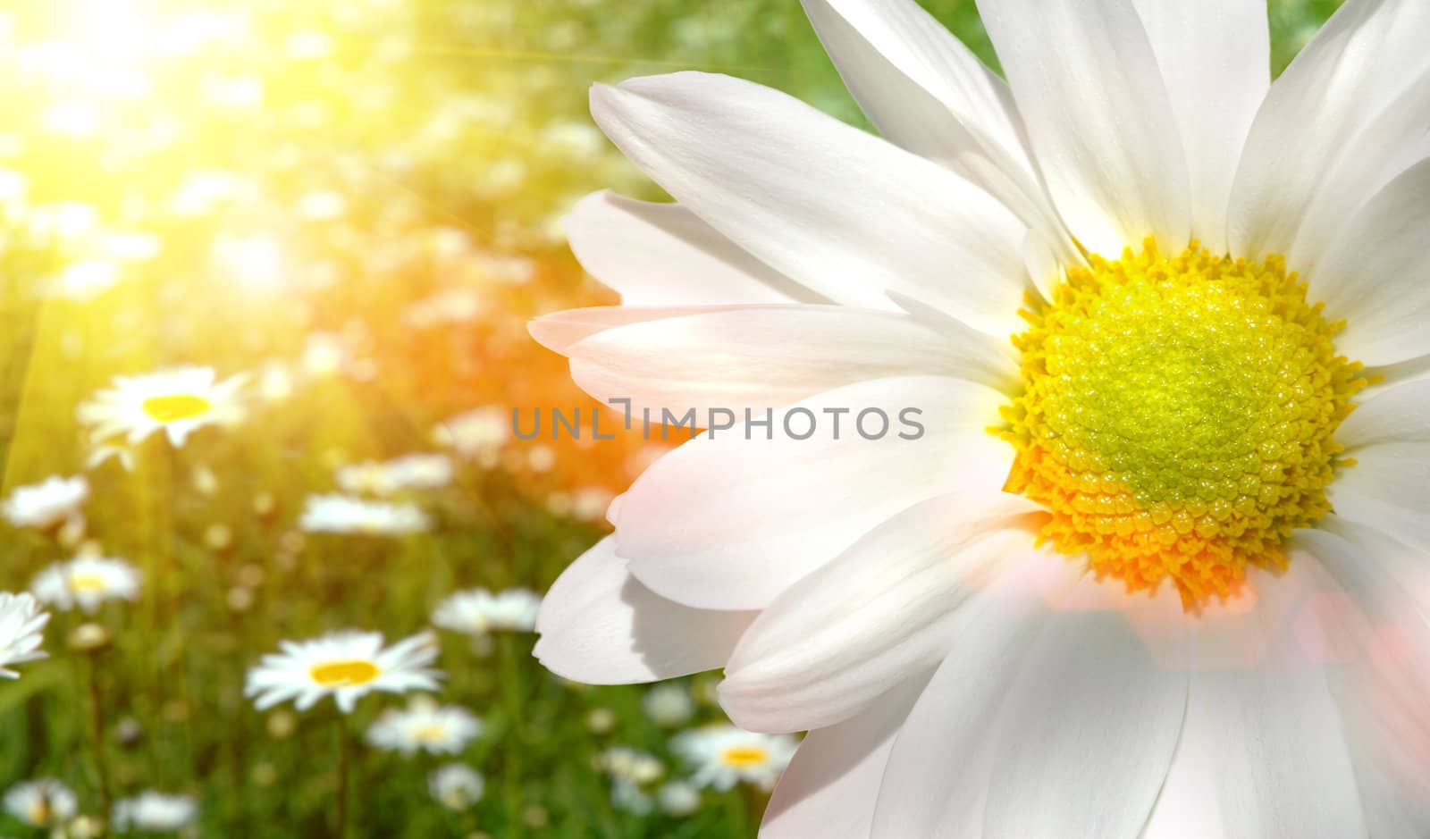 Large daisy in a sunlit field of flowers