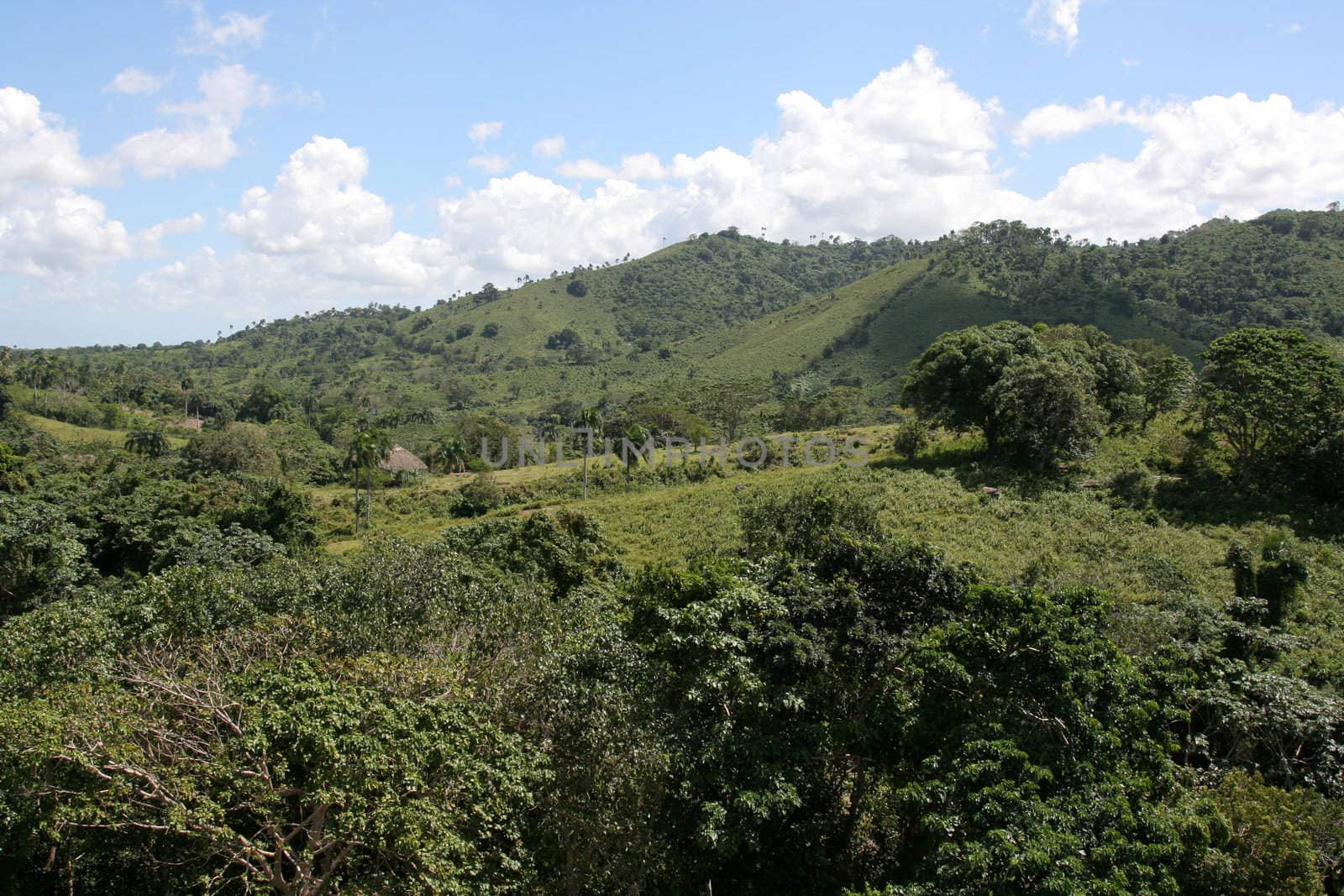 Lush Rolling Hill Landscape
 by ca2hill