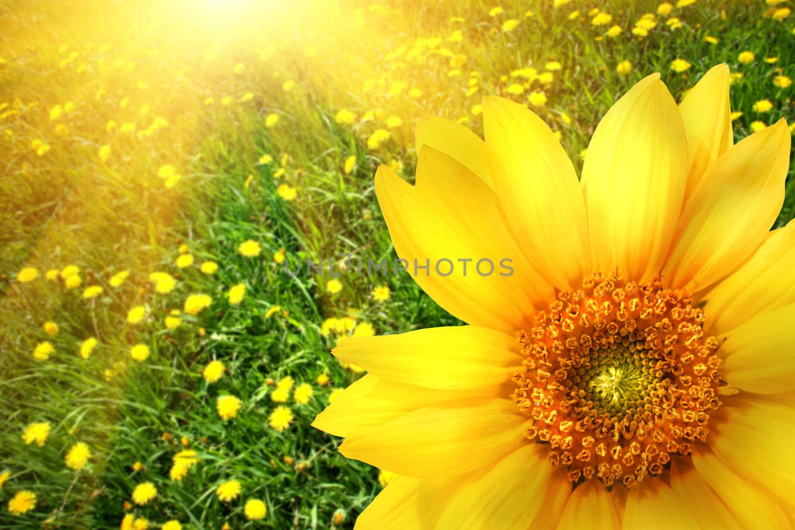 Big yellow sunflower with sunfilled background