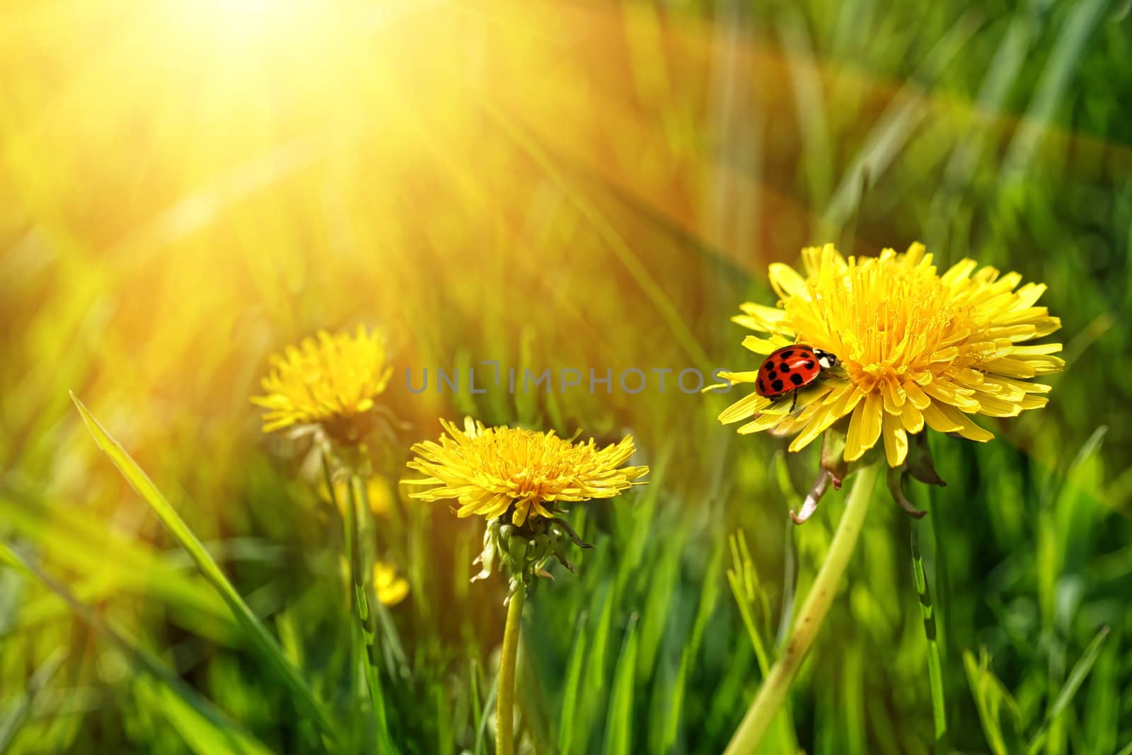 Big yellow dandelions in the tall grass