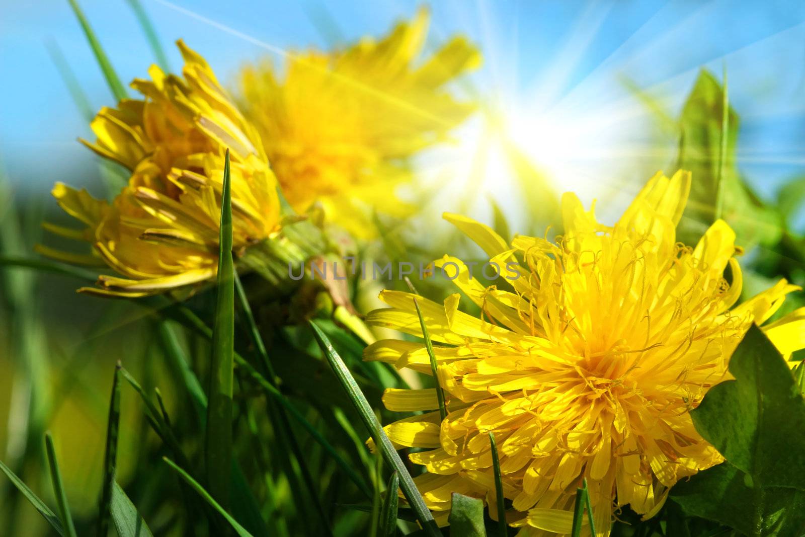 Dandelions in the grass against a blue sky