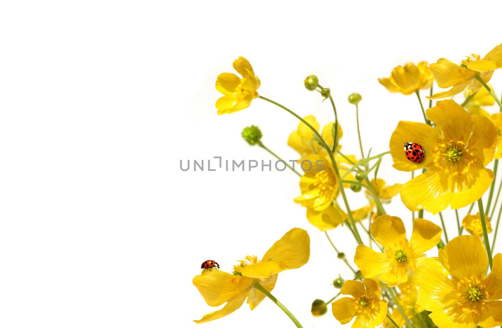 Yellow buttercups with ladybug on white background