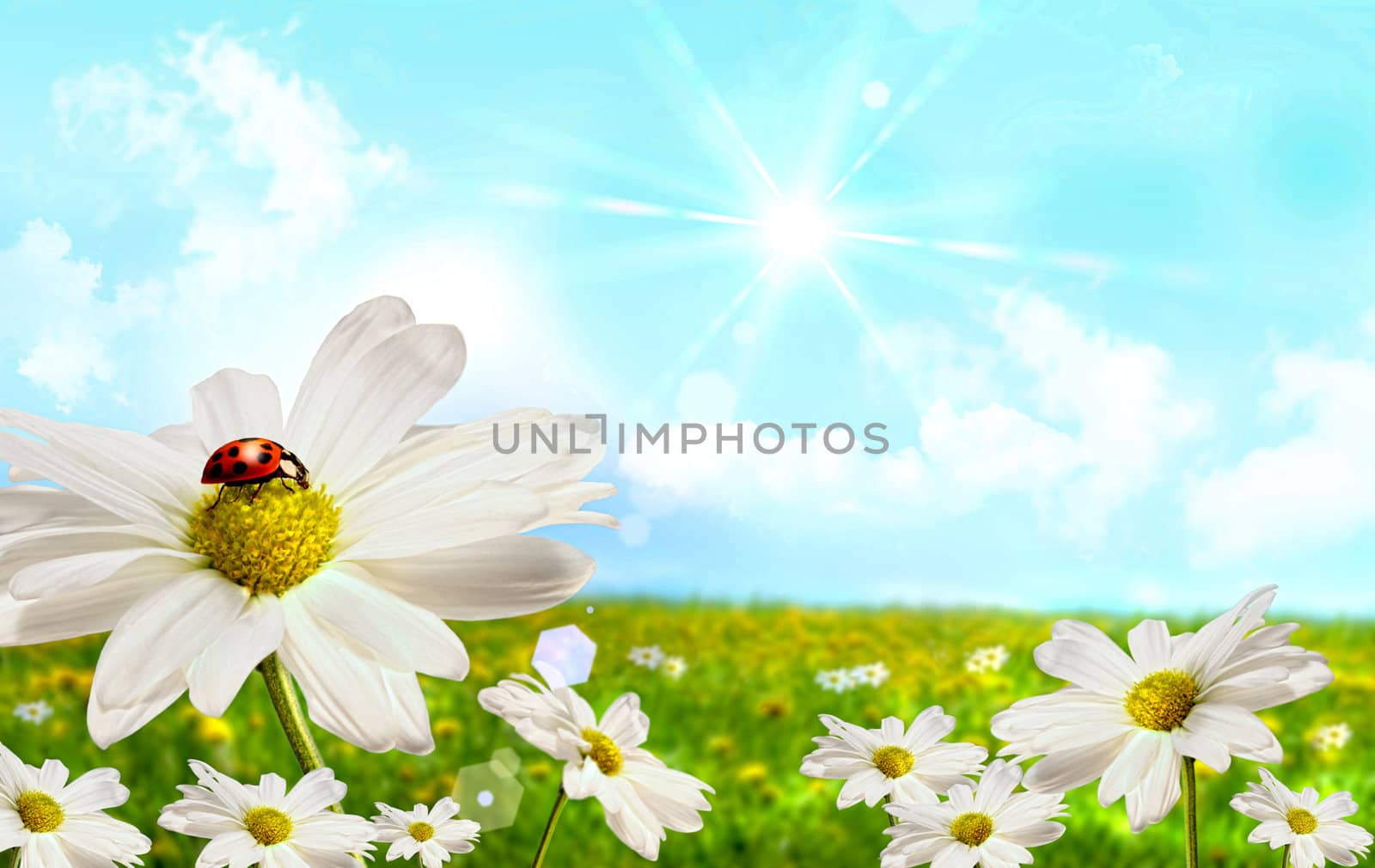 Large shasta daisies in field with clouds and sky