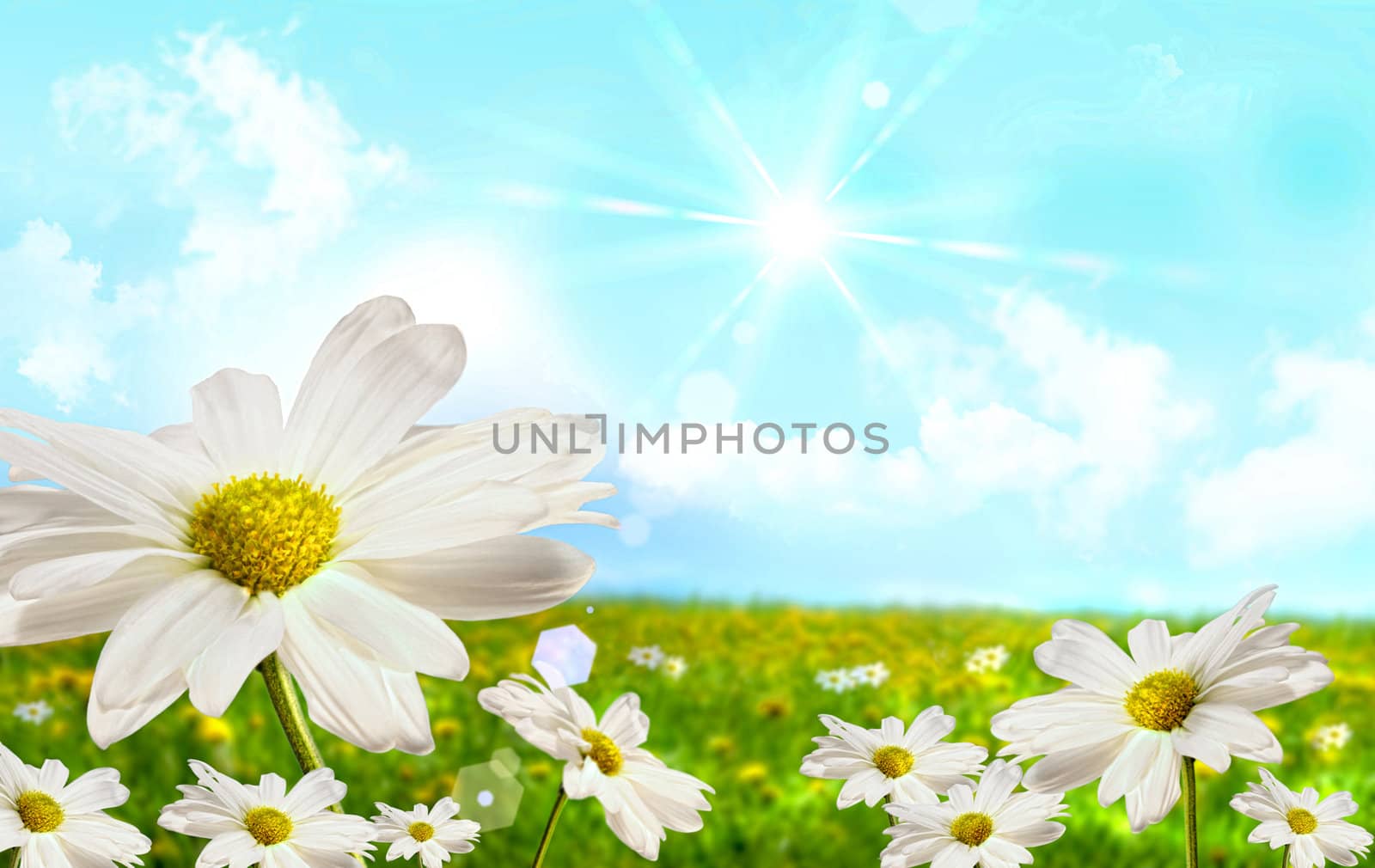 Large shasta daisies in field with clouds and sky