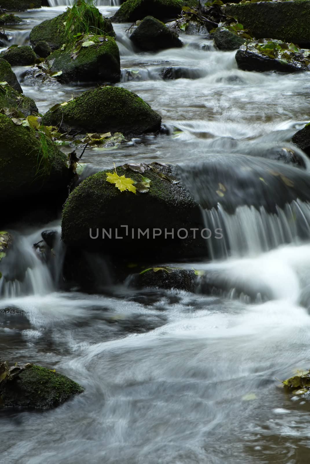 Mountain wood stream in forest