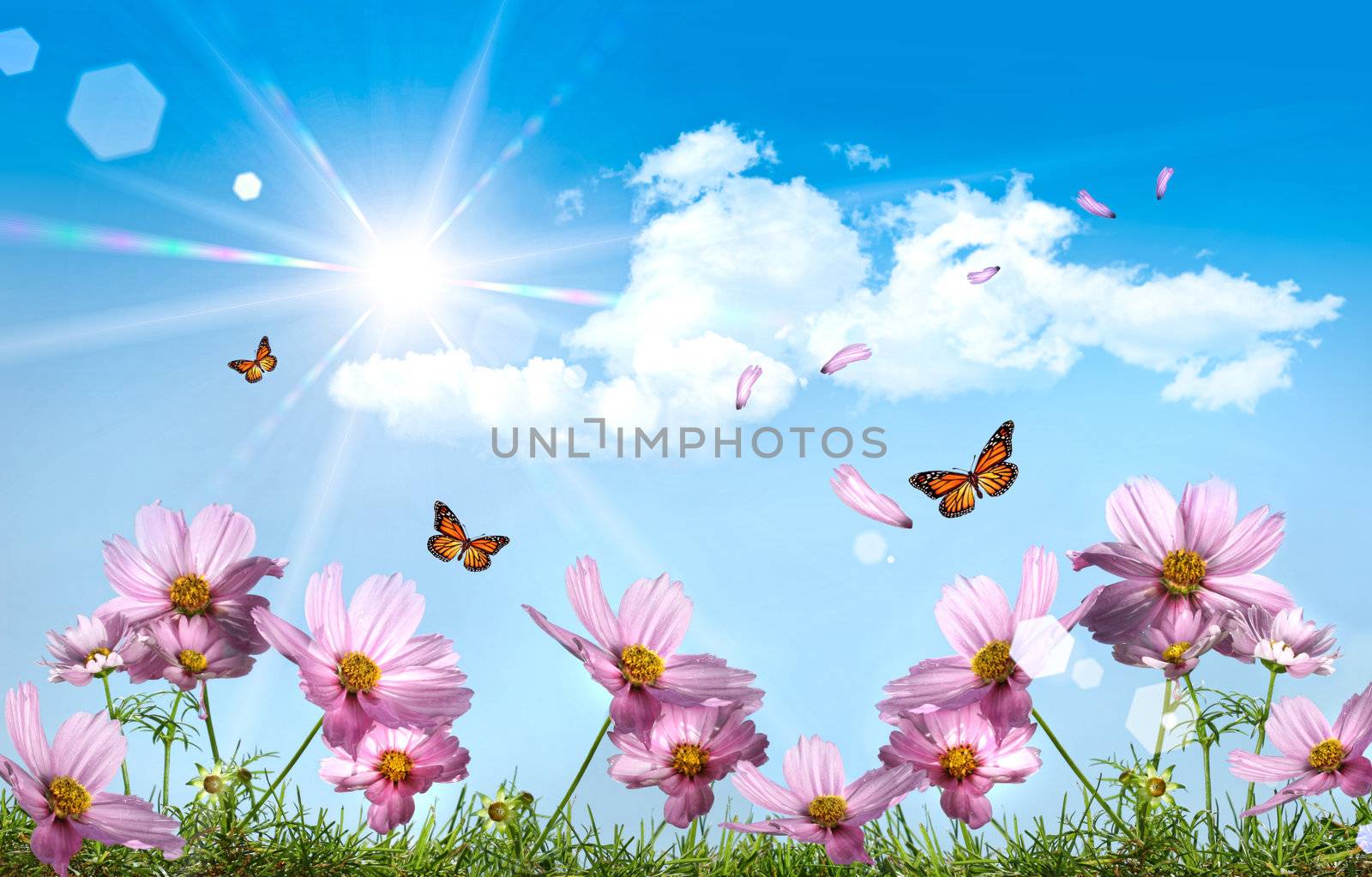 Pink cosmos against a blue summer sky