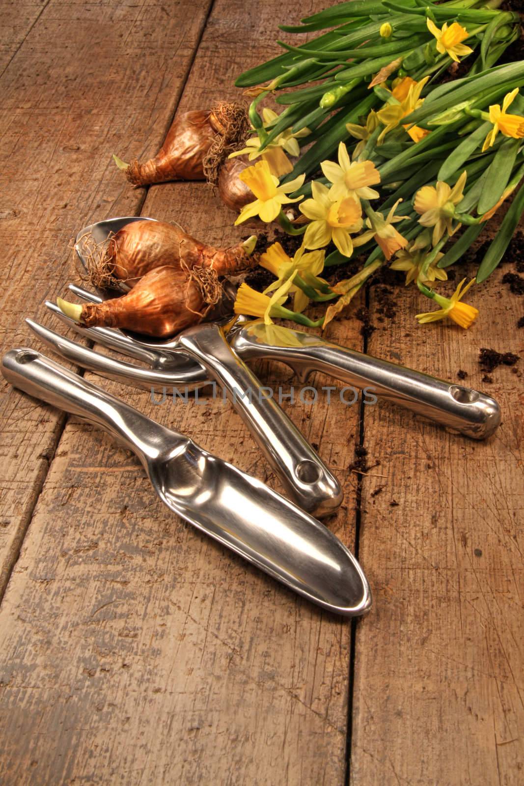 Yellow daffodils with garden tools