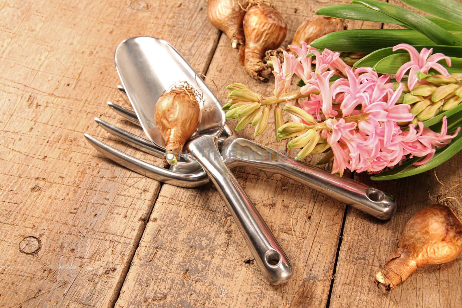Hyacinth flowers with garden tools and bulbs
