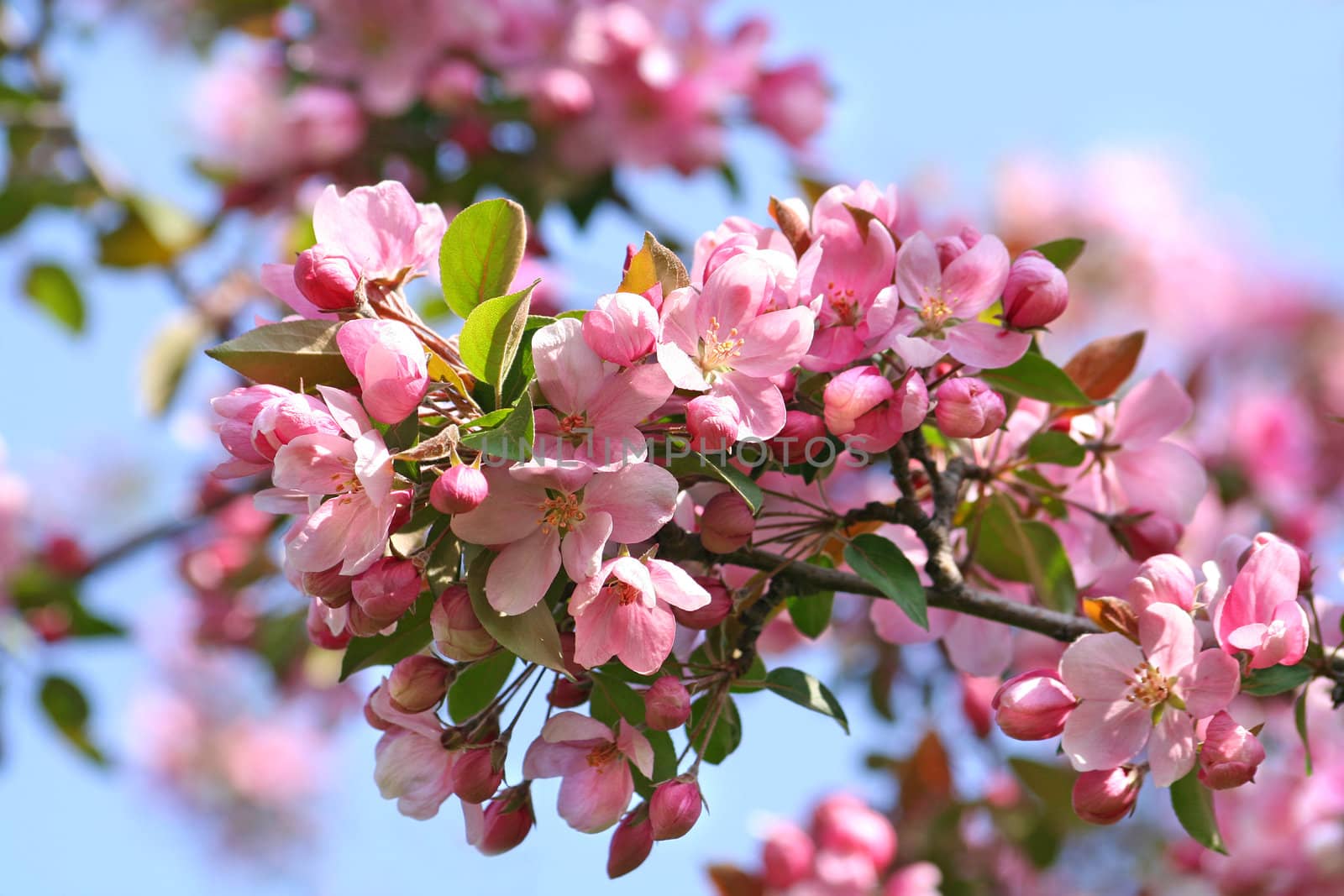 Pink apple blossoms against a blue sky