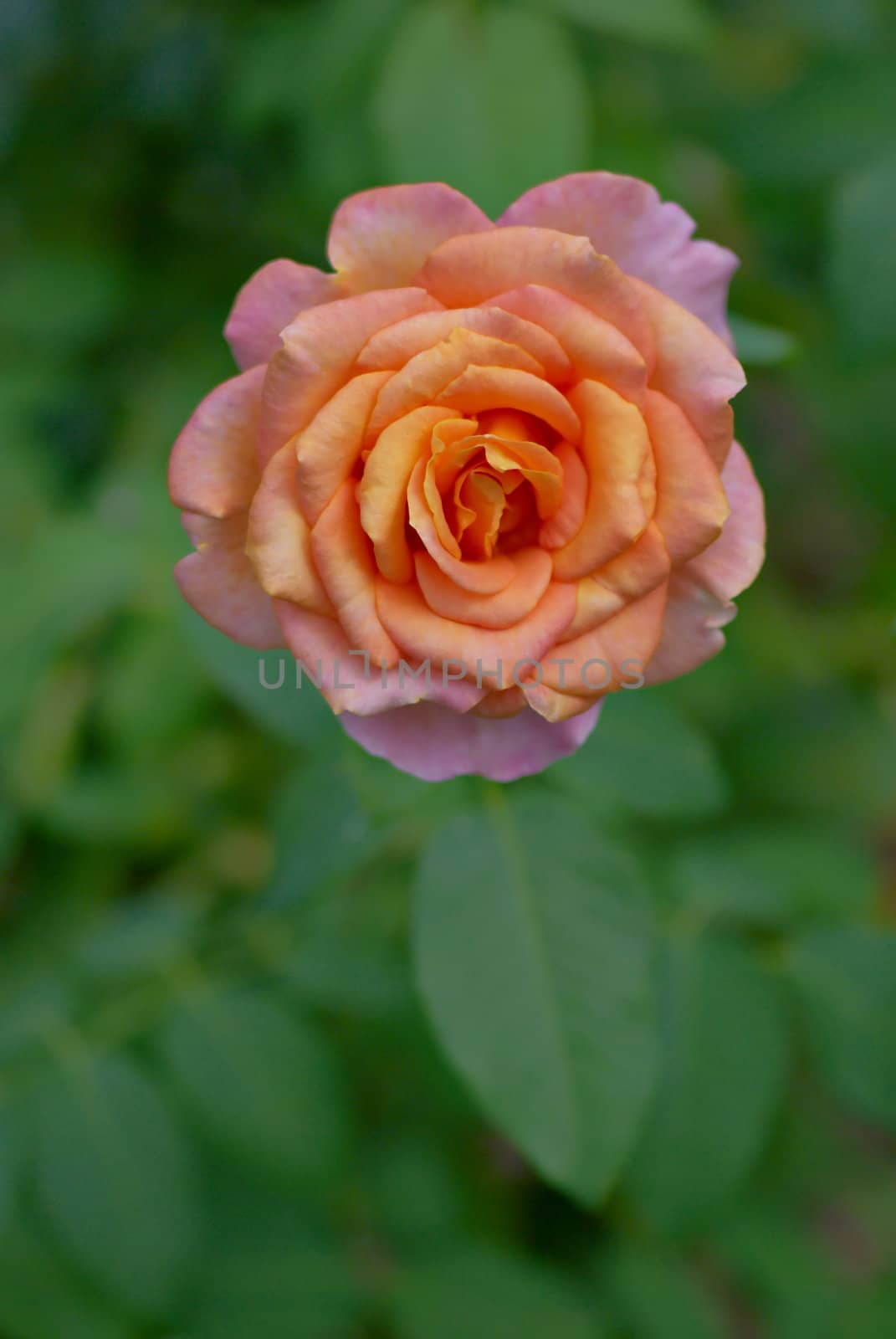 Rose by Kamensky