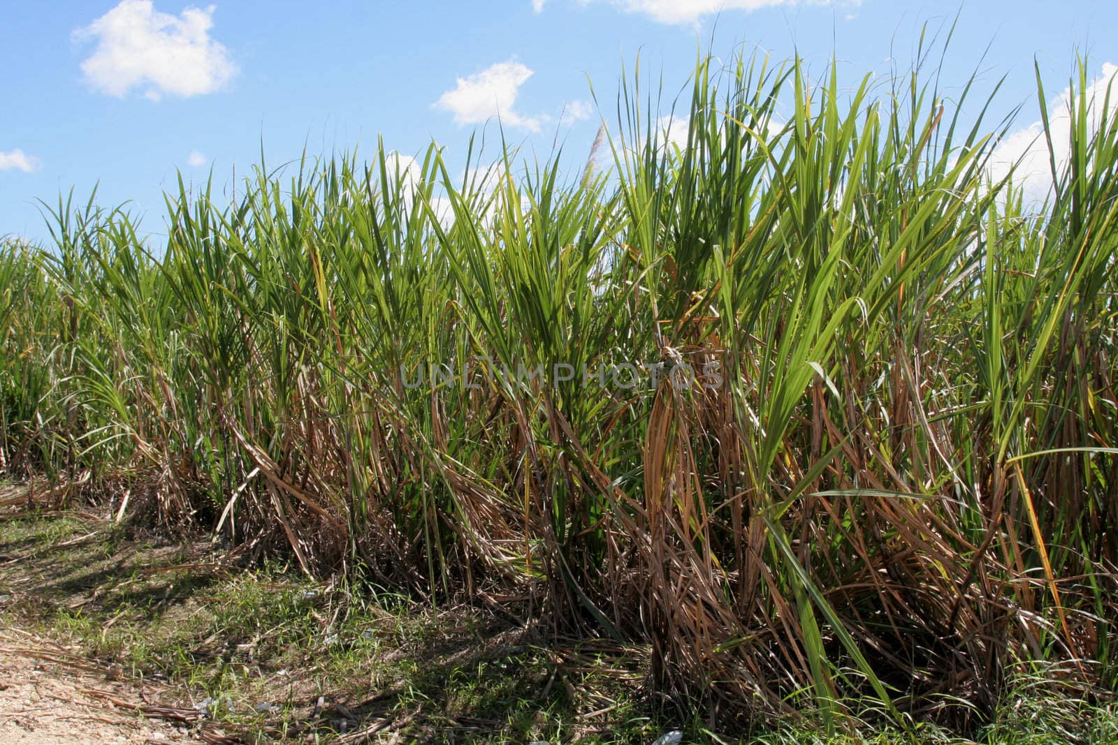 Sugar cane fields in the Dominican Republic.
