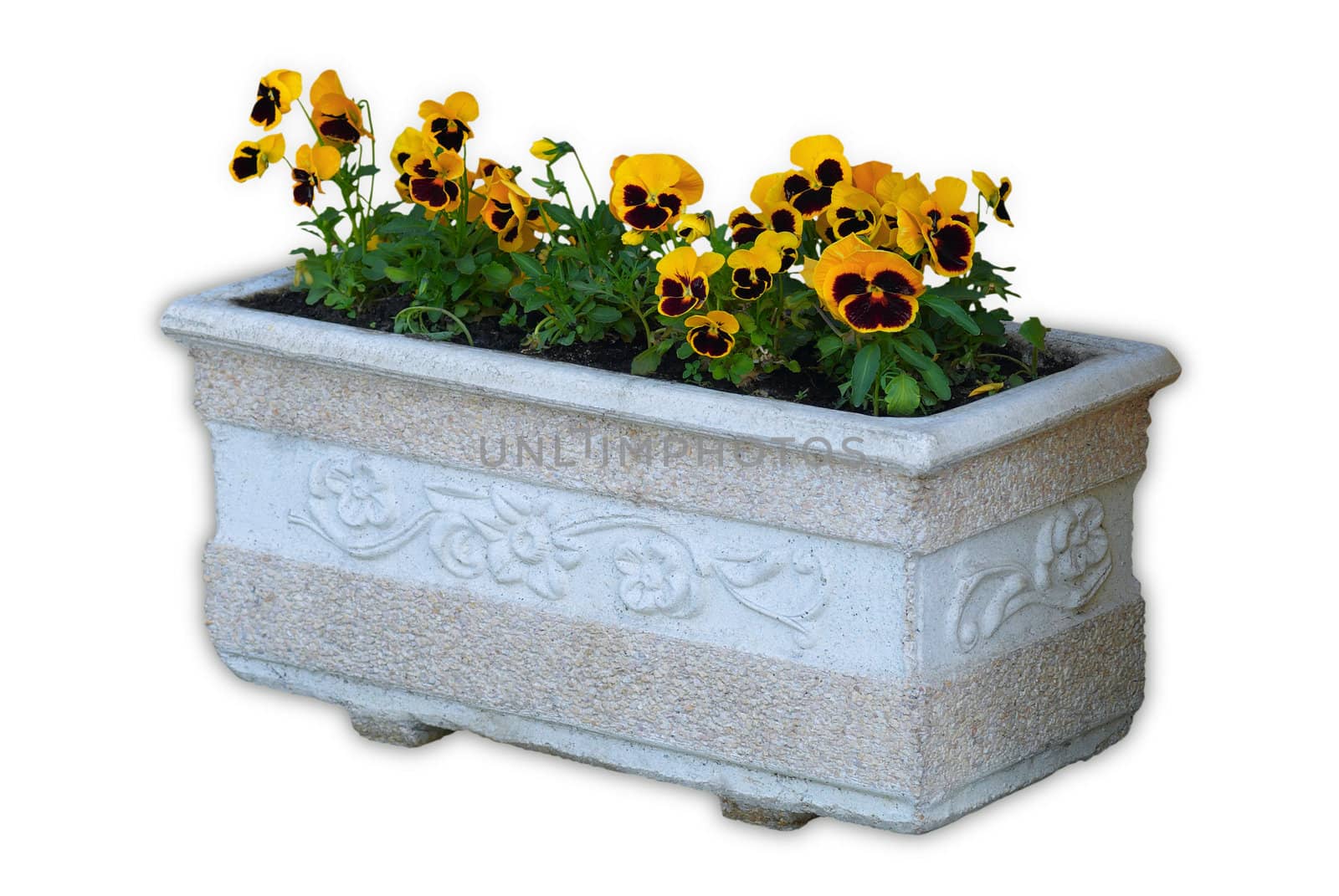 Pansies growing in a stone flowerpot