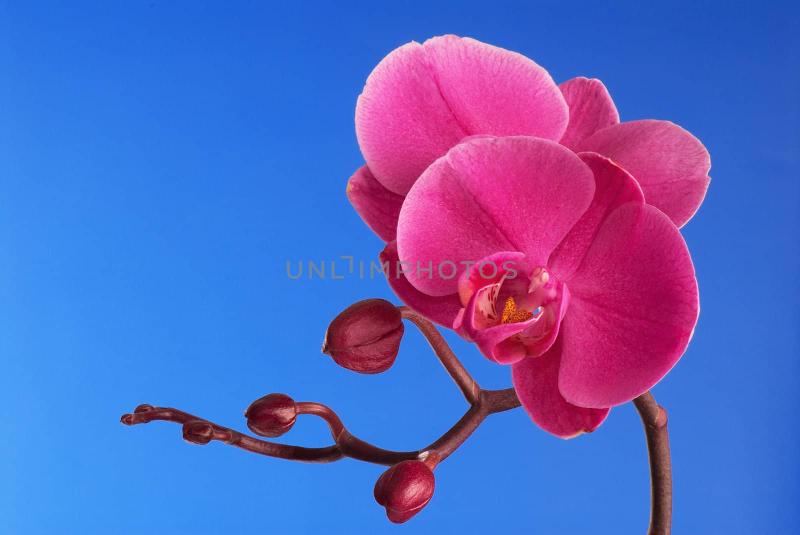 Flower of a purple orchid. A close up.
