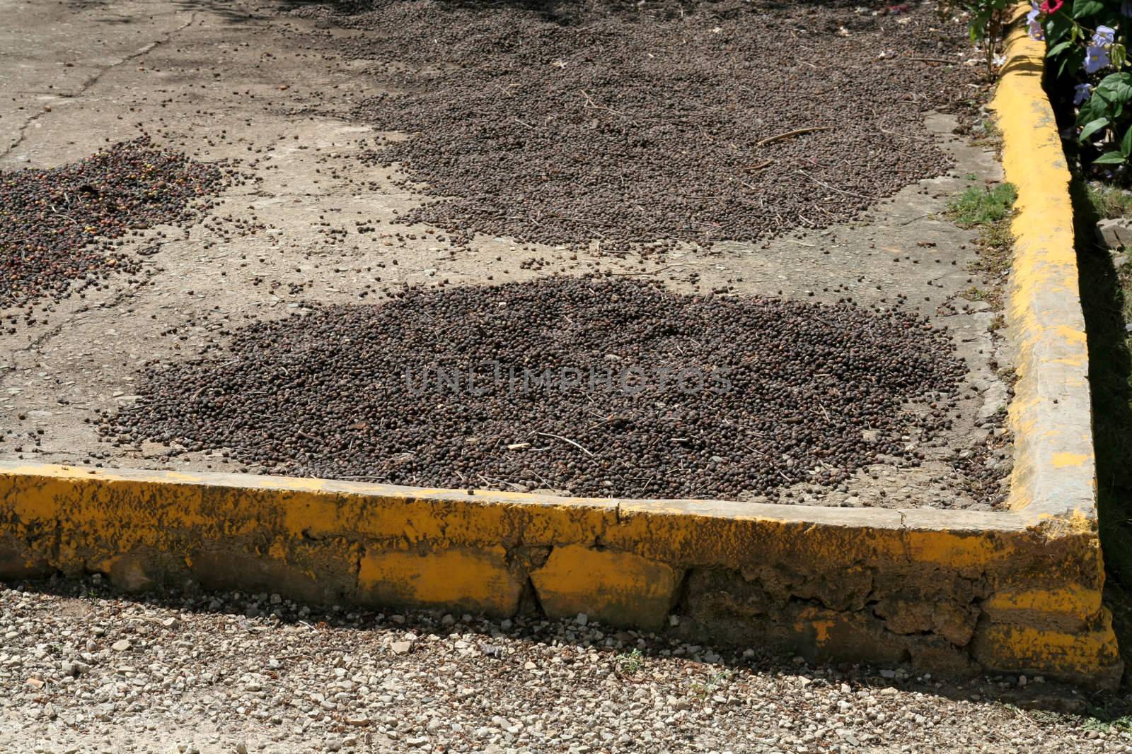 Lots of raw coffee fruit right off the tree, drying in the sun.
