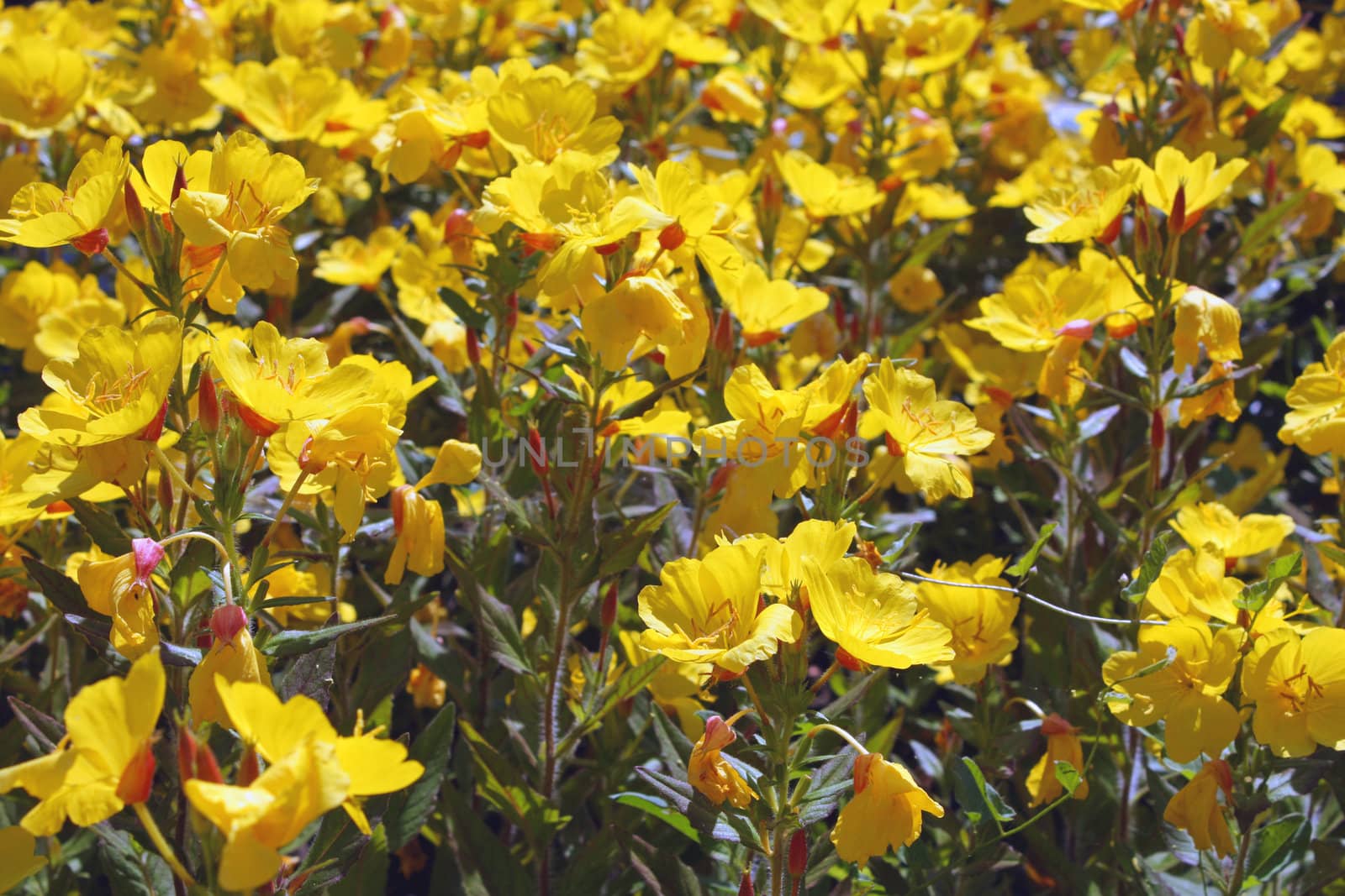 Yellow floral background by maryp