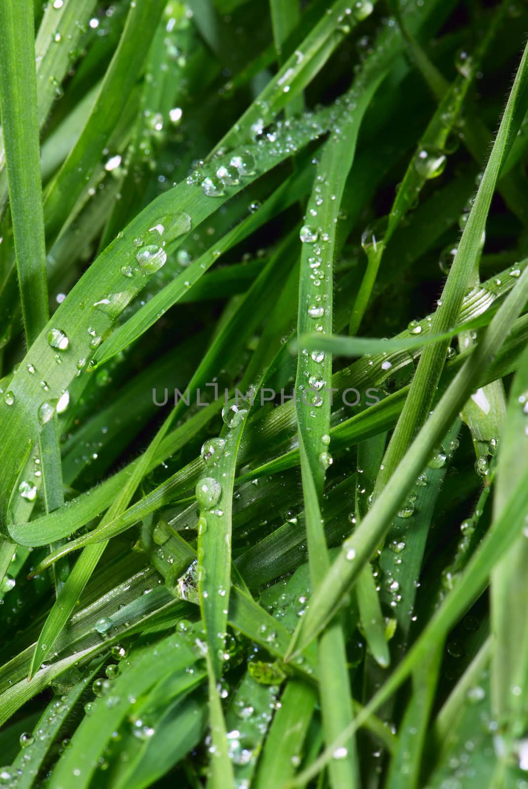 The green grass covered by morning dew