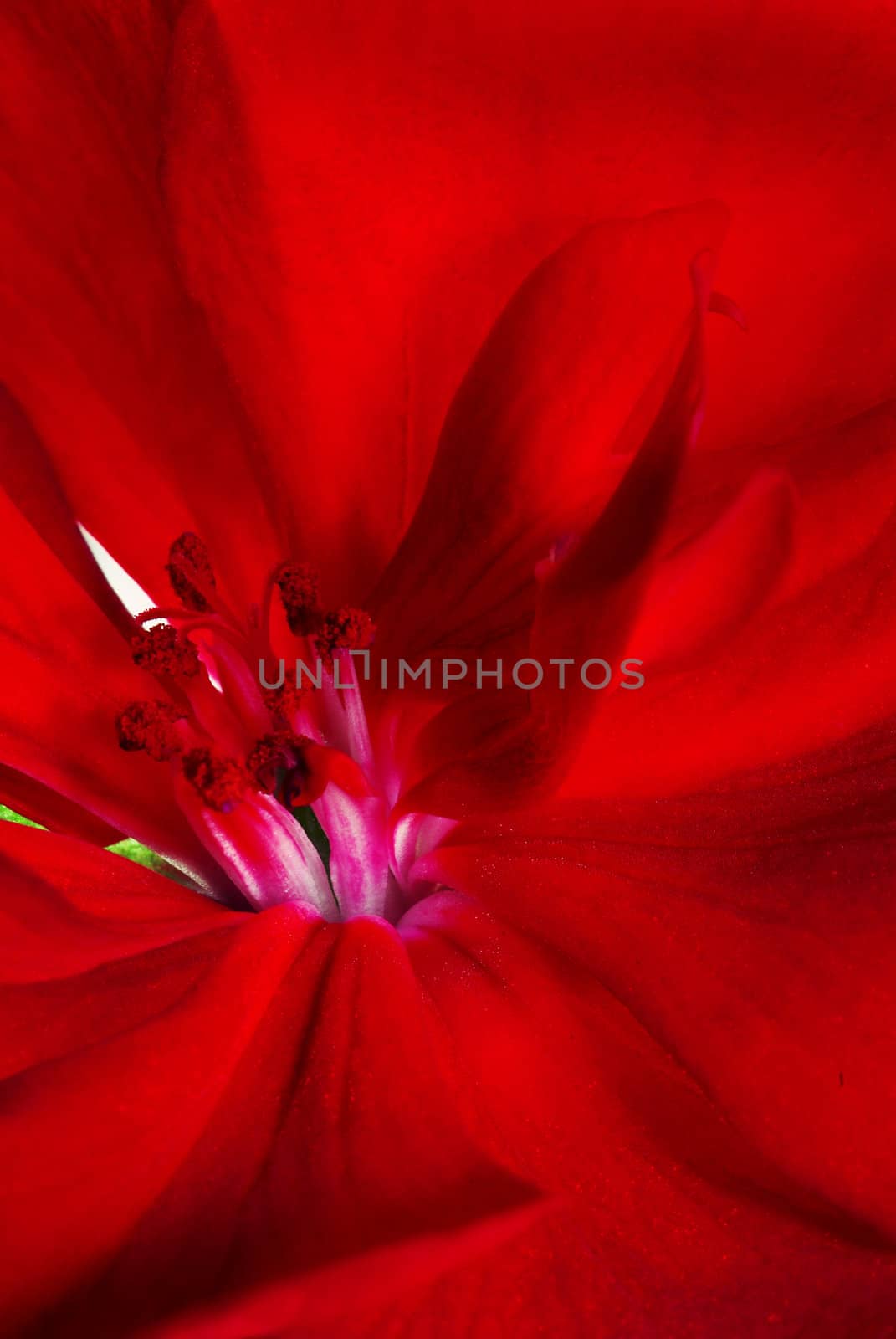 Flower of a geranium photographed close up