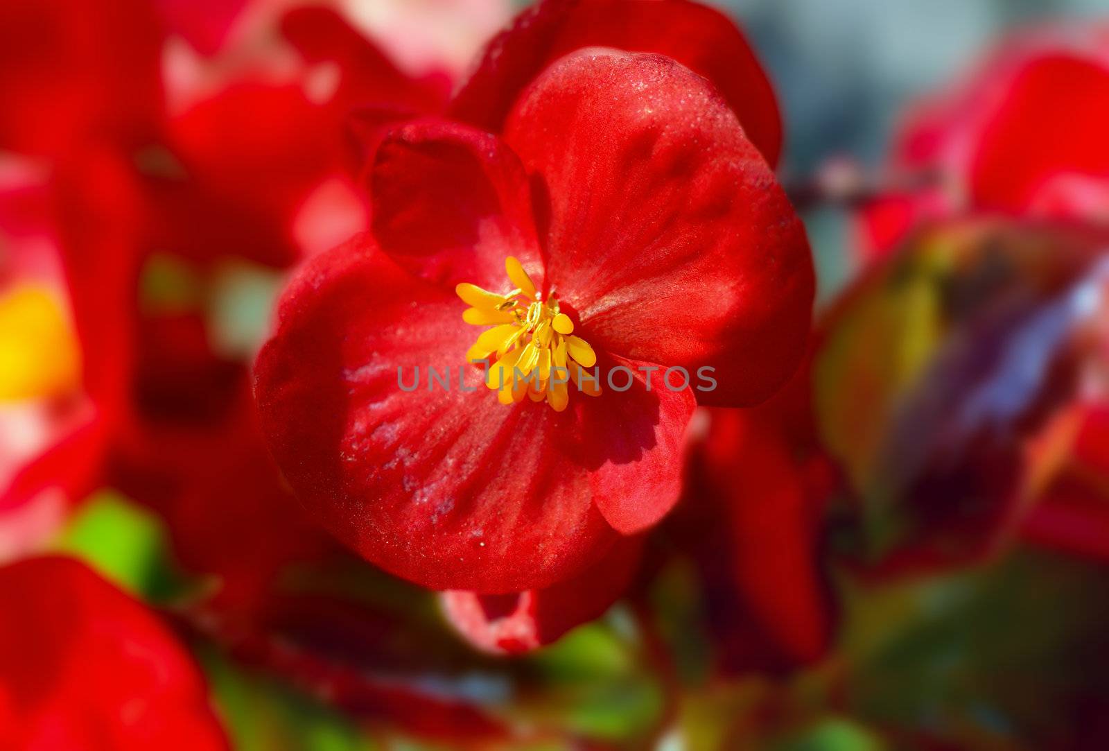 Summer blossoming flower. Close up.