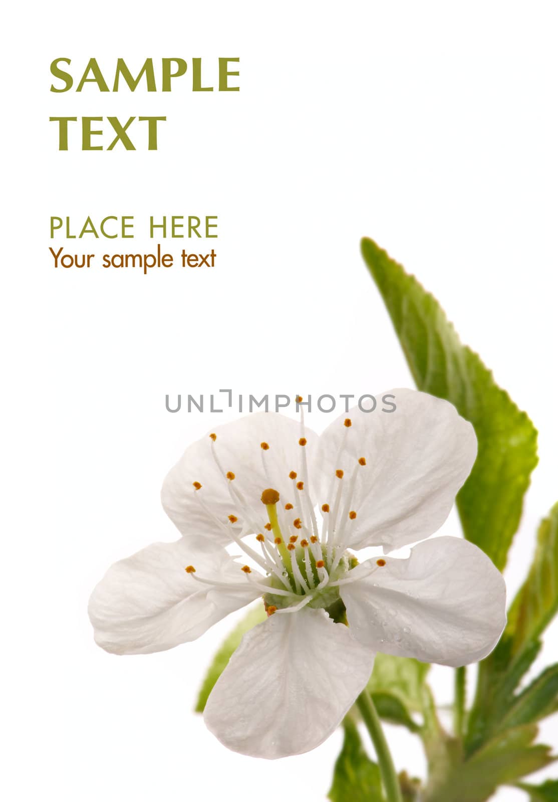 Flower of a cherry photographed close up