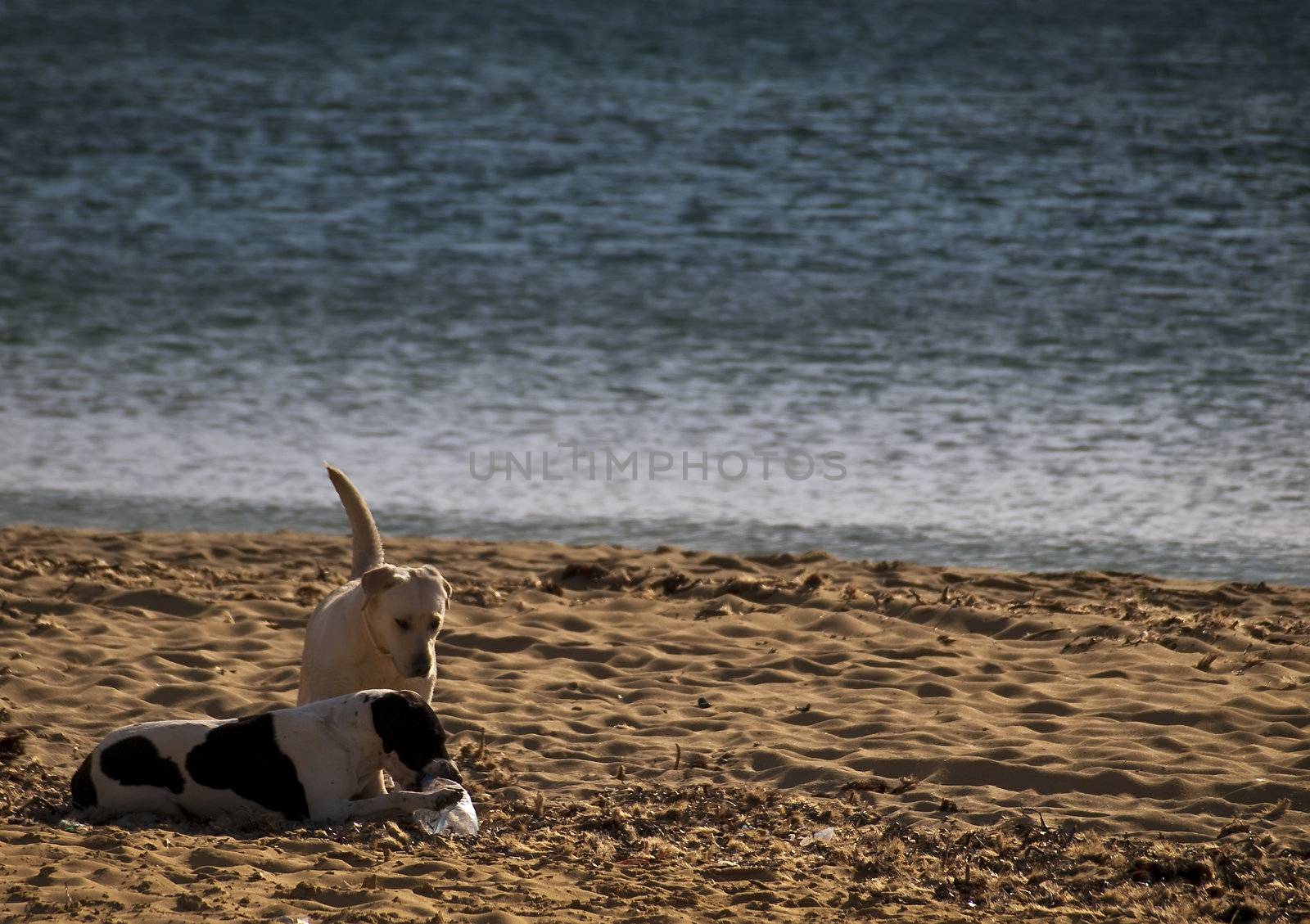 Two dogs playing about on a beach in Malta