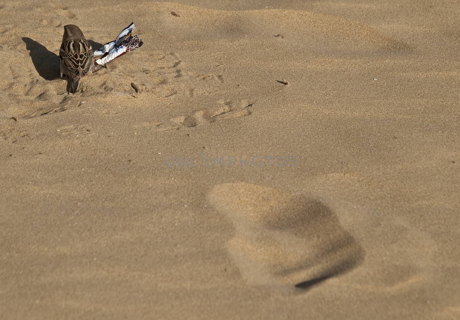 Little bird or sparrow exploring an empty candy wrapper on a beach in Malta