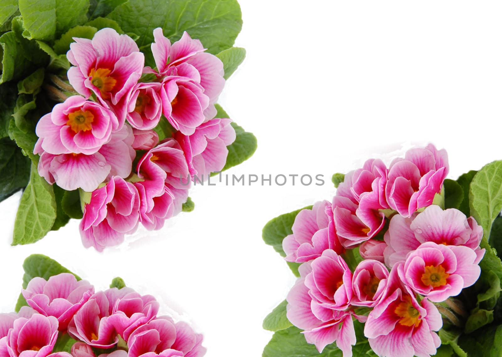 pink spring flowers frame isolated over white