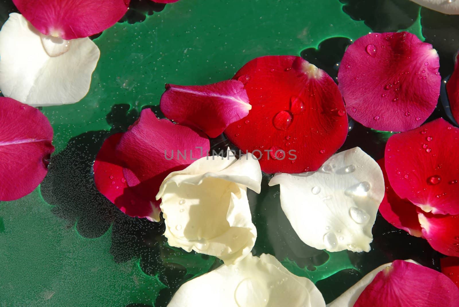 white and red rose petals floating in water over green background