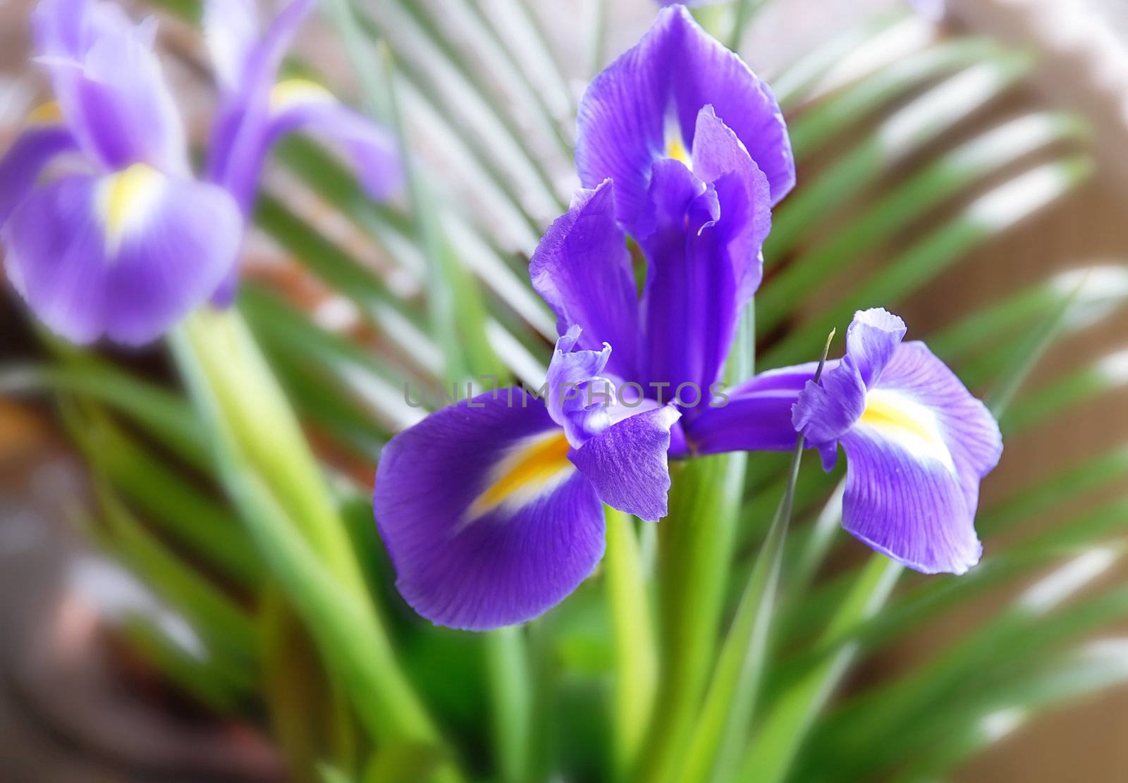 purple opened iris flower over green blur background