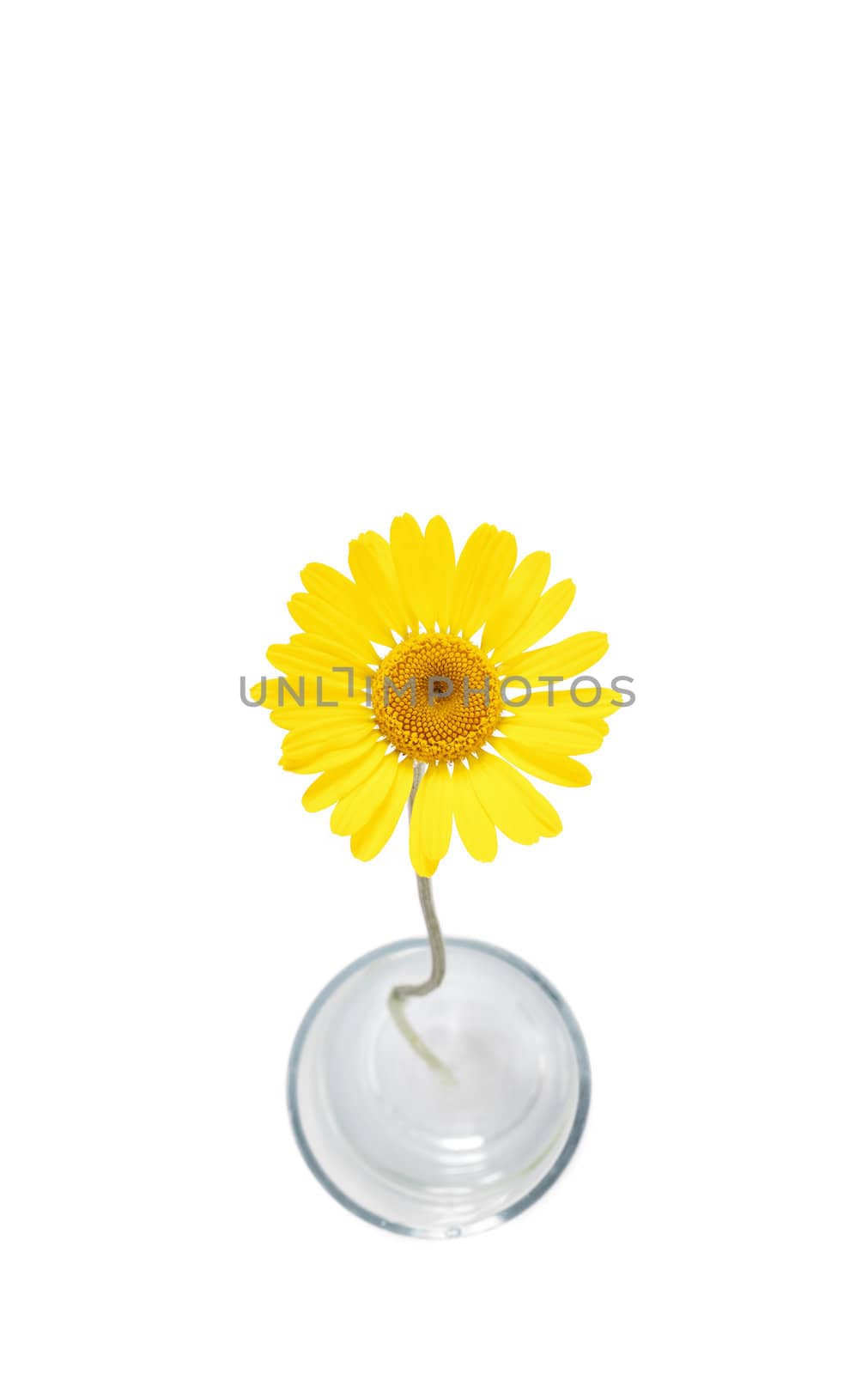 An image of a beautiful yellow flower on white background