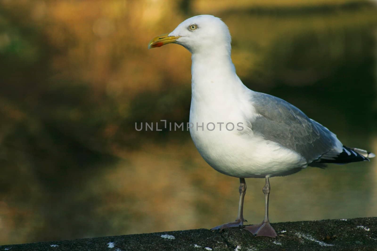 Herring gull in winter sun with colorful background