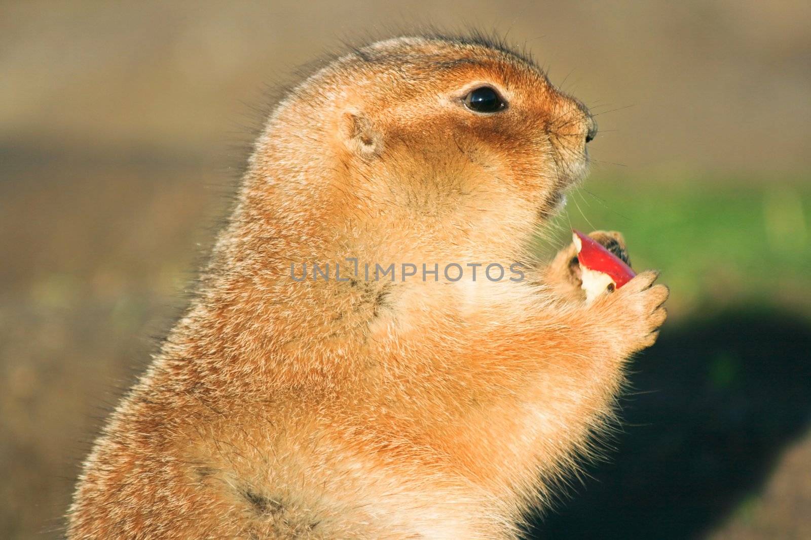 Prairie dog eating piece of apple by Colette