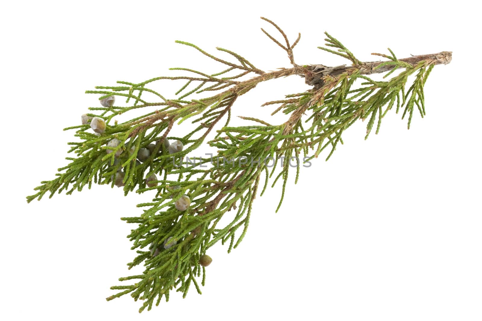twig of evergreen juniper with old berries in springtime isolated on white