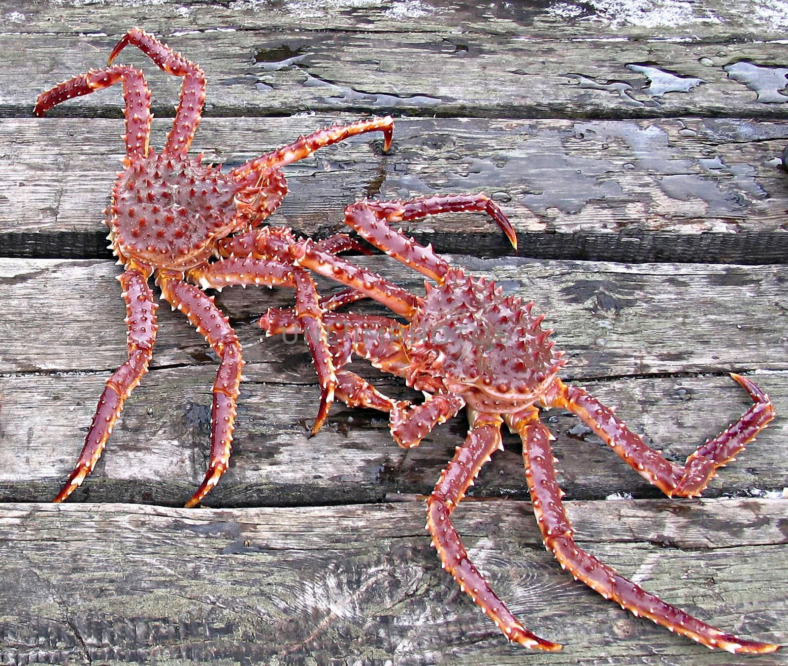 Two kamchatka crabs