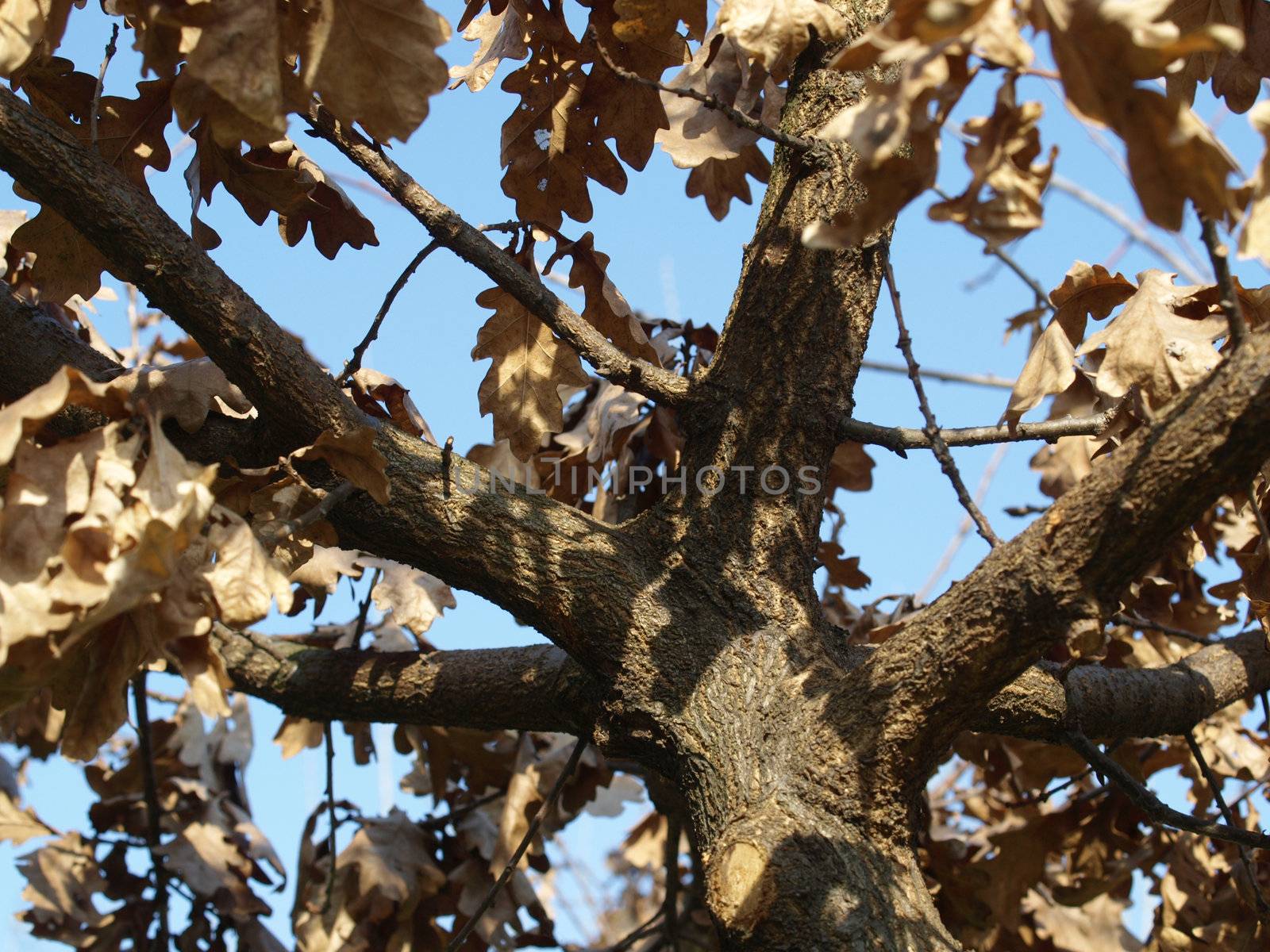 Perspective view of an oak tree from below, in Autumn