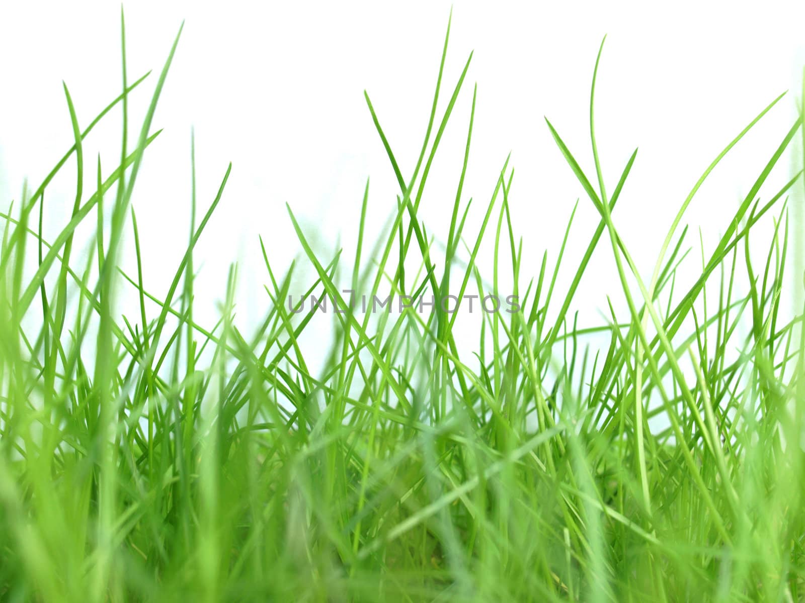 Green meadow or lawn useful as a grass background