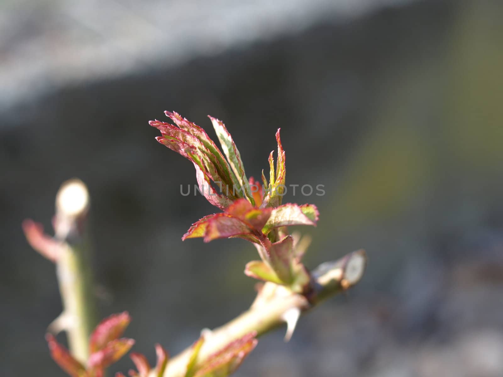 Detail of a tree flower bud in spring