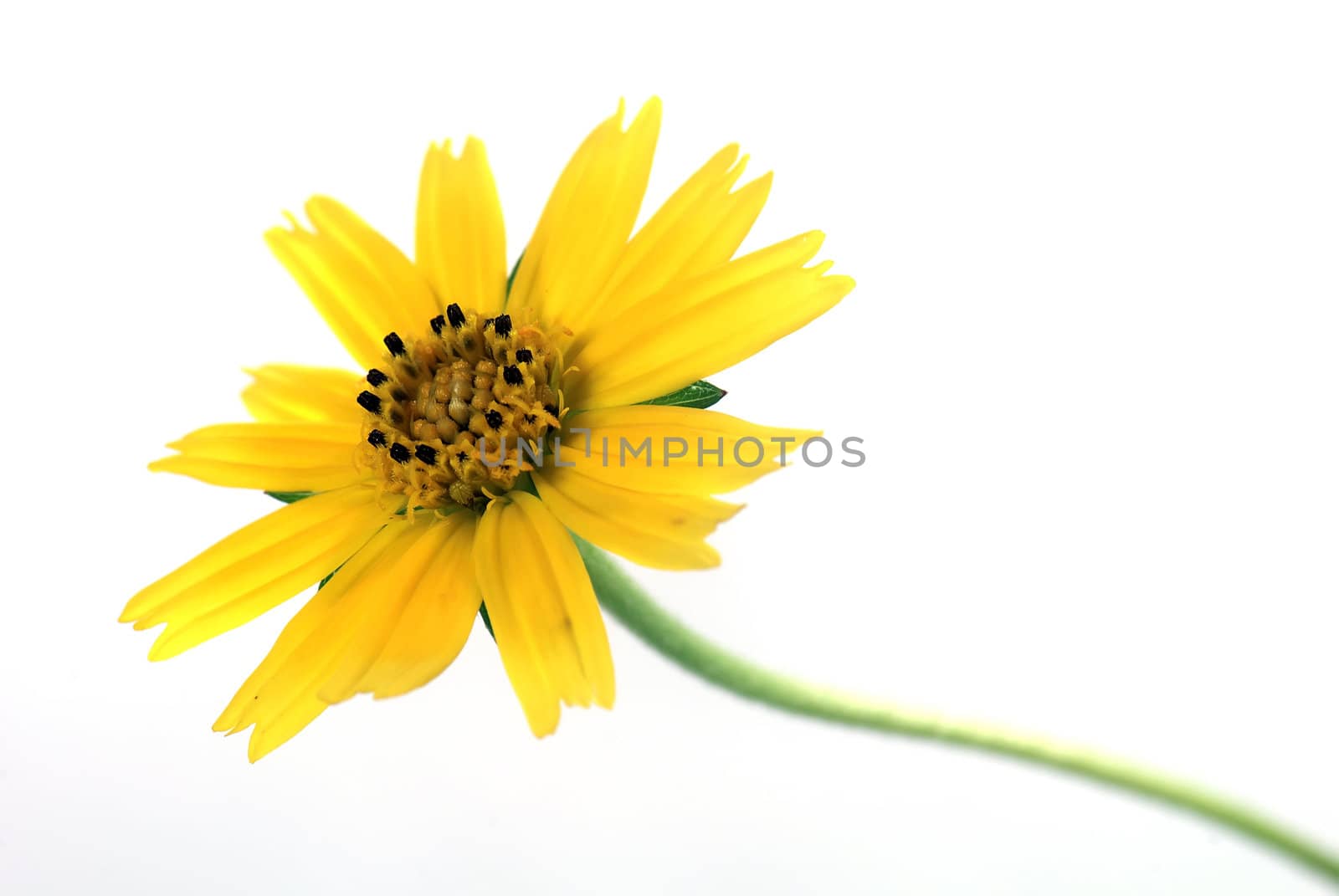 yellow chrysanthemum over white background