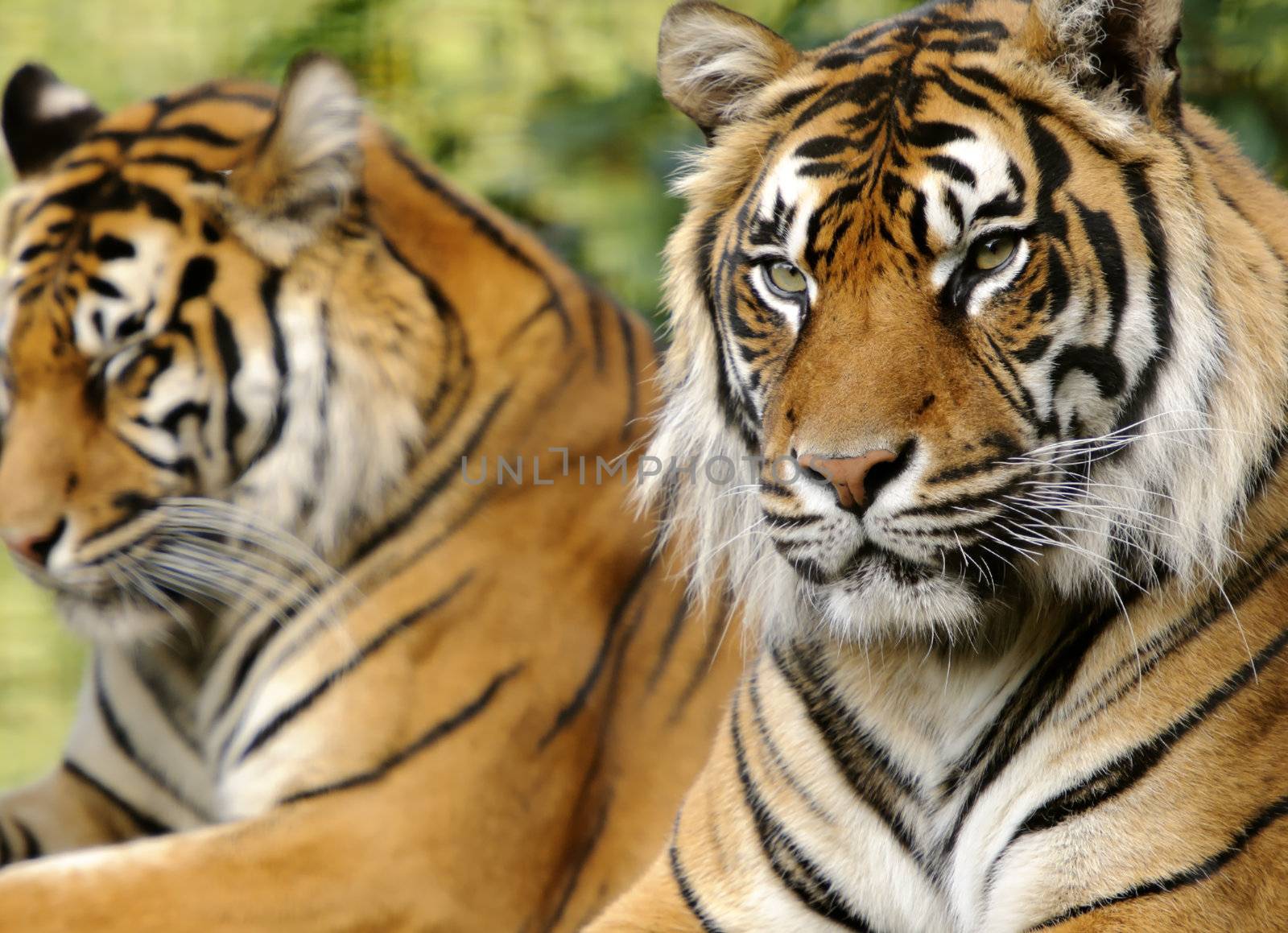 Closeup of Sumatran Tiger (Panthera tigris sumatrae)