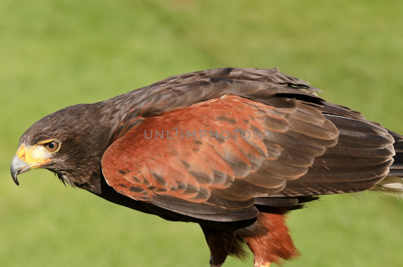 Close up of Harris Hawk (Parabuteo Unicintus)